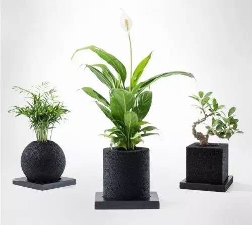 怎么除甲醛靠得牢？竹炭、植物成***“騙局”