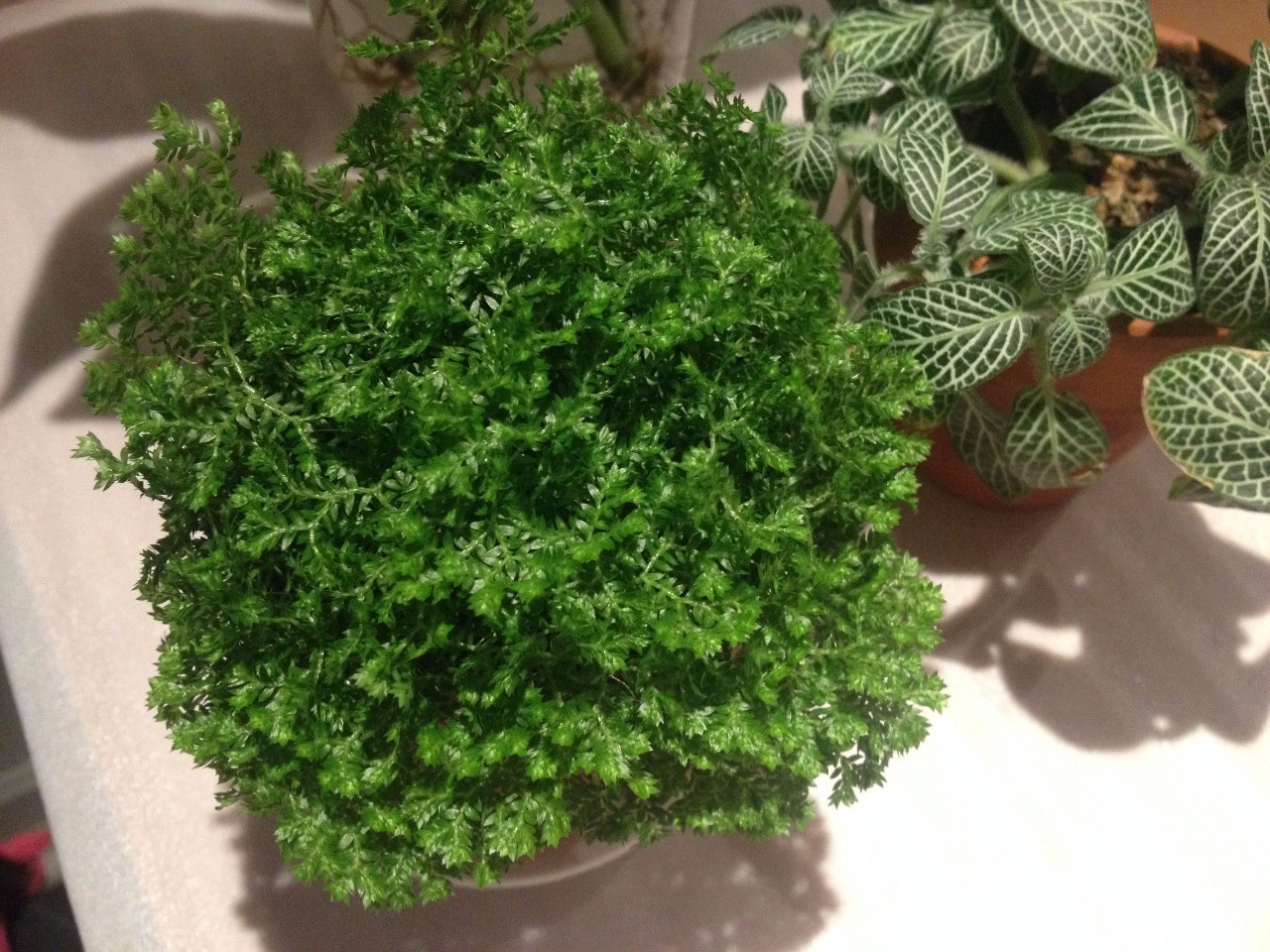 怎么除甲醛靠得牢？竹炭、植物成***“騙局”