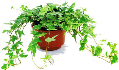 記住這四條規(guī)則，巧用植物甲醛治理！