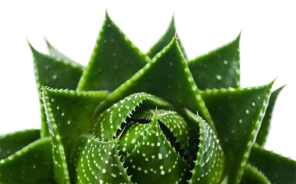記住這四條規(guī)則，巧用植物甲醛治理！