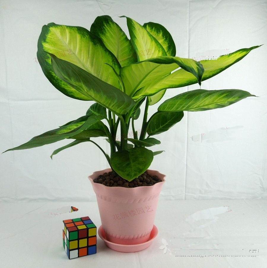 哪些植物可以除甲醛，本事***呢？