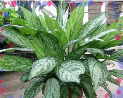 什么植物可以凈化空氣？