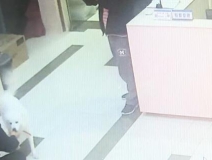 有問題找警察，薩摩耶派出所報案，不注意這件事，對狗狗致命，警察蜀黍卻幫不上忙！