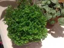 這幾種植物擺家中，空氣清新一整年！