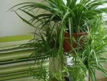 除甲醛，竹炭綠植不給力