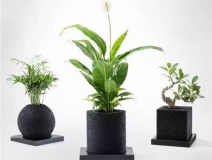 怎么甲醛治理靠得牢？竹炭、植物成最大“騙局”