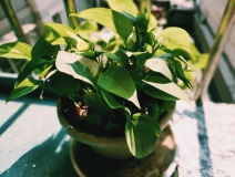 植物能治理甲醛嗎？科學(xué)使用植物很重要