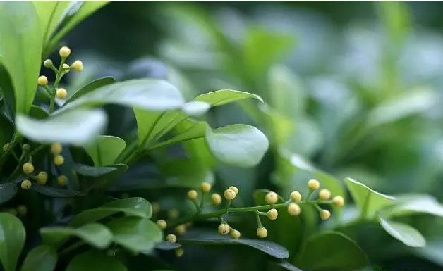活性炭除甲醛有效嗎？