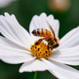 蜂蜜美容護(hù)膚方法