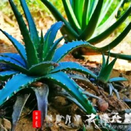 蘆薈美容護膚的秘密和方法，讓你變白又水嫩