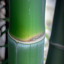 玉竹的美容護膚功效及作用——擁有這款傳統(tǒng)中藥悄然崛起的原因