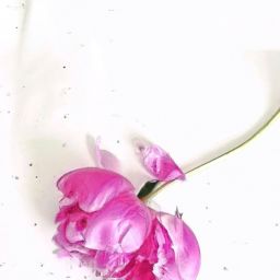 芍藥美容護(hù)膚的功效和作用：賦予肌膚光彩煥發(fā)