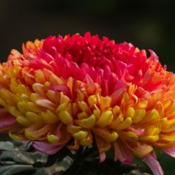 樊文花<strong>美容</strong>護膚產(chǎn)品怎么樣？知乎網(wǎng)友的評價揭秘