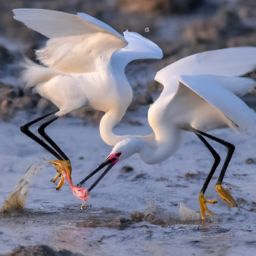 如何正確進(jìn)行美容護(hù)膚步驟和手法？教你通過視頻學(xué)會(huì)！